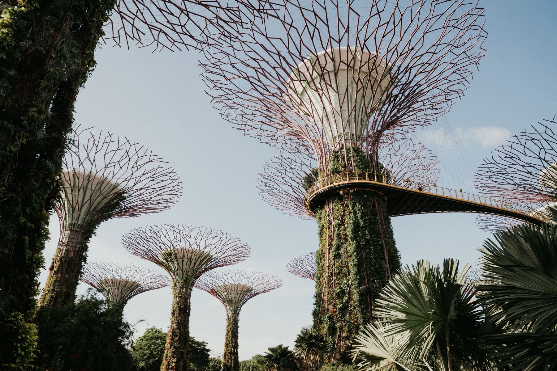 Supertrees covered in plants against a blue sky